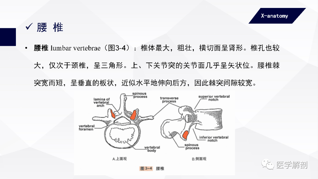 人體解剖學中軸骨及其連結軀幹骨