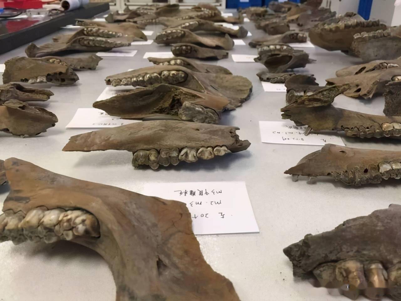 国家宝藏竟然是来自灭绝的古代水牛