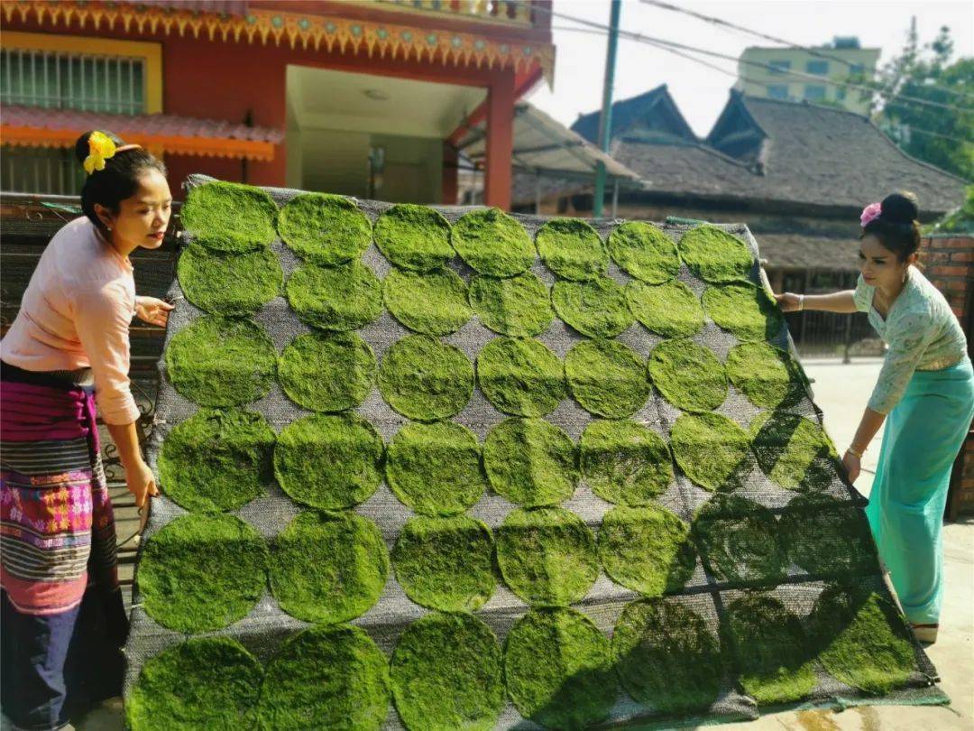 生物多样性看西双版纳‖植物篇(十一):傣式"螺旋藻"_青苔