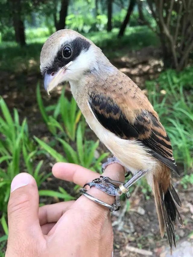 这种鸟外表可爱,但吃小型兽类,素有"屠夫"之称!_伯劳