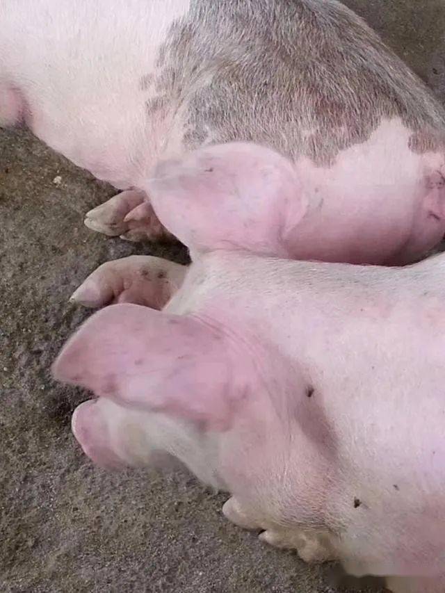 非洲猪瘟再次抬头疑似感染导致母猪抛售快速清场猪场发生疑似感染如何