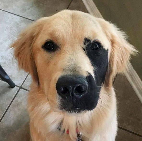 天生带墨的小金毛不但不丑反而越看越可爱