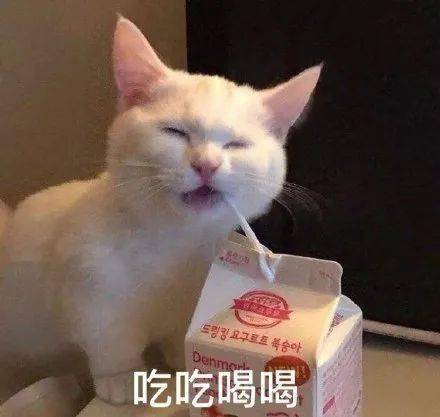 小猫表情包
