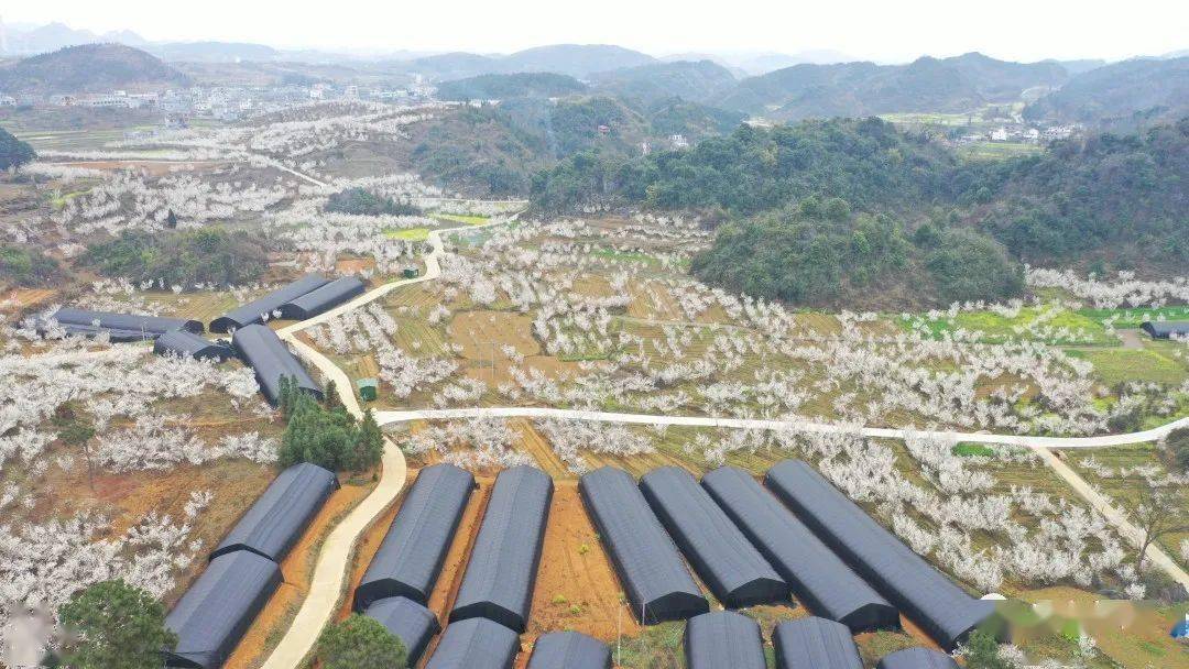 早春二月,在安龙县普坪镇香车河村,一派生机盎然.