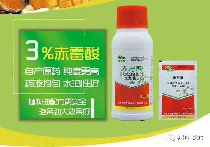 三浦百草百速奇(920)与广西砂糖桔的故事_保果