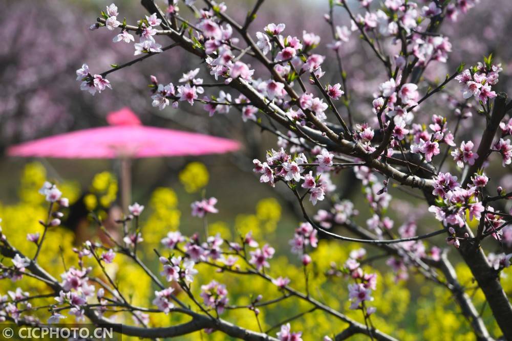 湖南道县：春花烂漫引客来