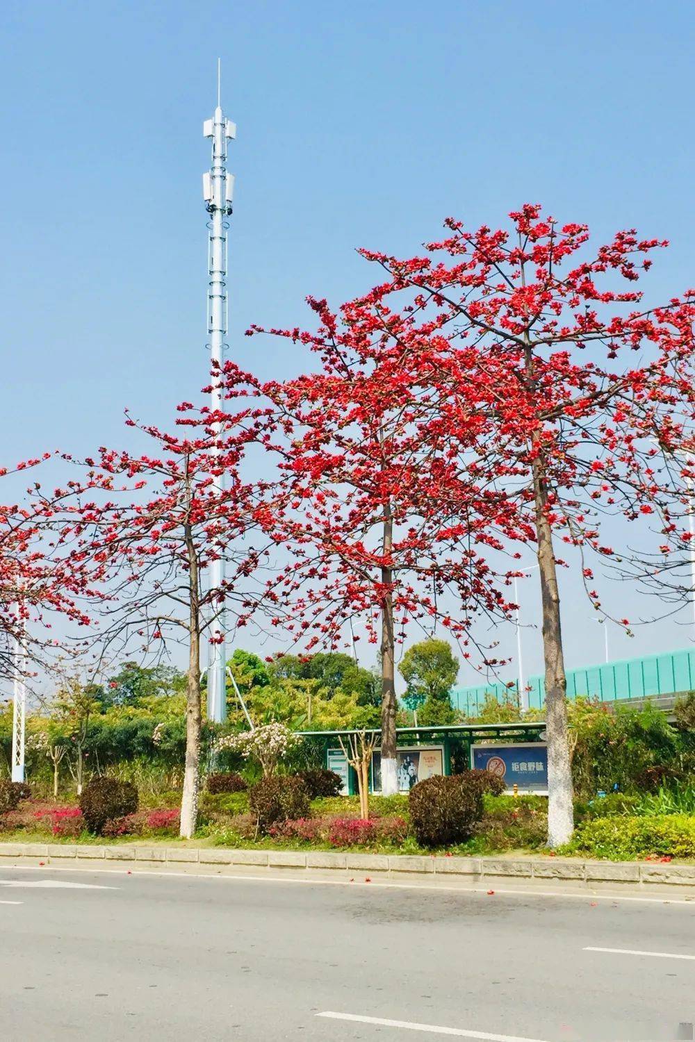 红木棉与黄花风铃木孰更美快收好这份赏花地图吧