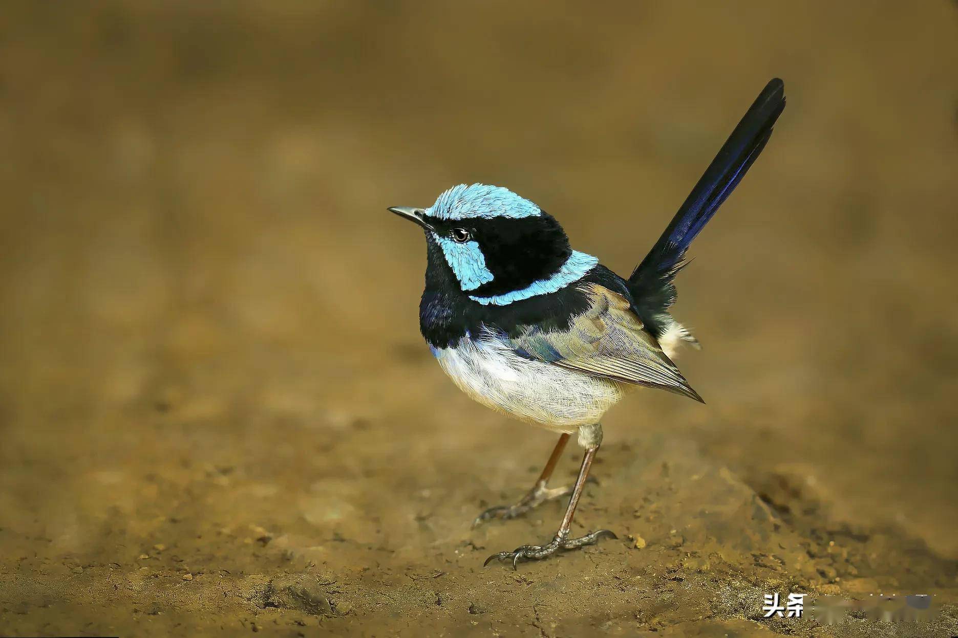 华丽细尾鹩莺晓阳george摄