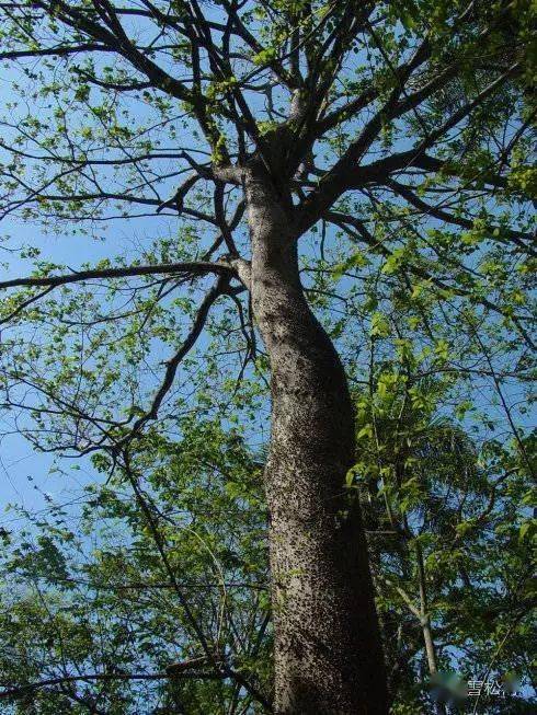 沙箱树果实成熟爆裂时,会发出巨大的枪响,同时将"子弹"——种子弹出十