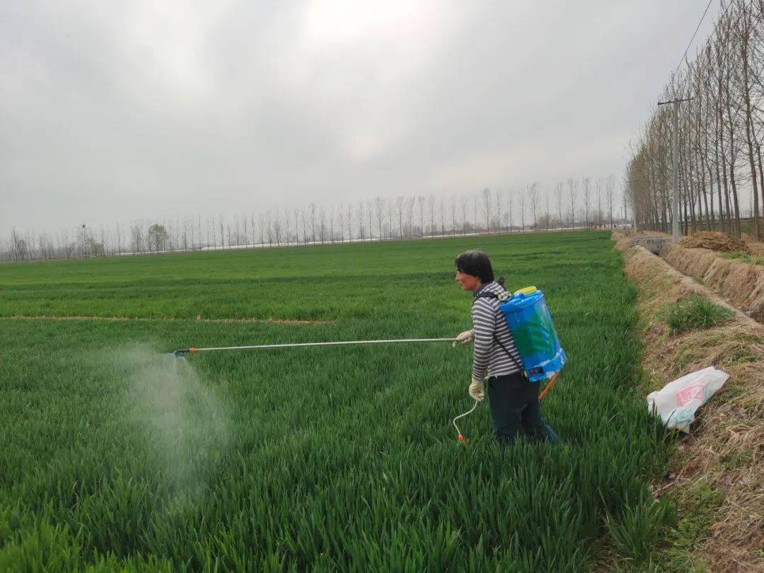 1,年前打了除草剂,效果还可以,但是到了年后,又有