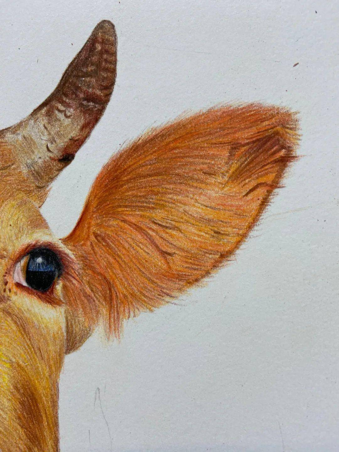 十二生肖彩铅画图文教程牛