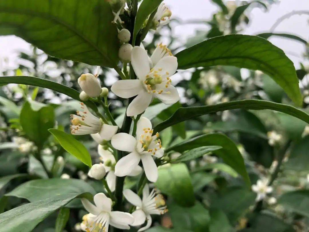 柑橘萌芽期噴礦物油容易引起露柱花露柱花到底如何預防