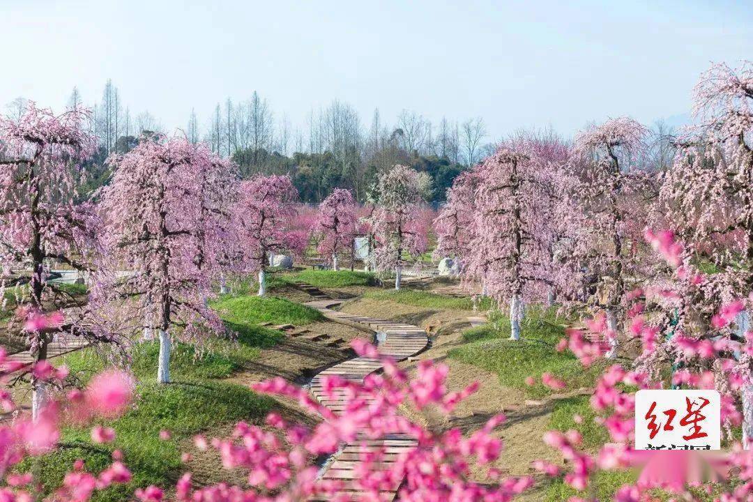 暂停前往 成都这一赏花景区限流 花村