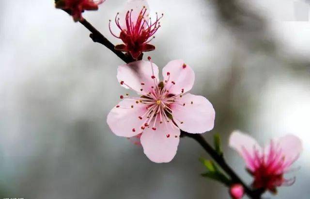 人间二月赏花忙 桃李杏樱梅梨棠 花瓣