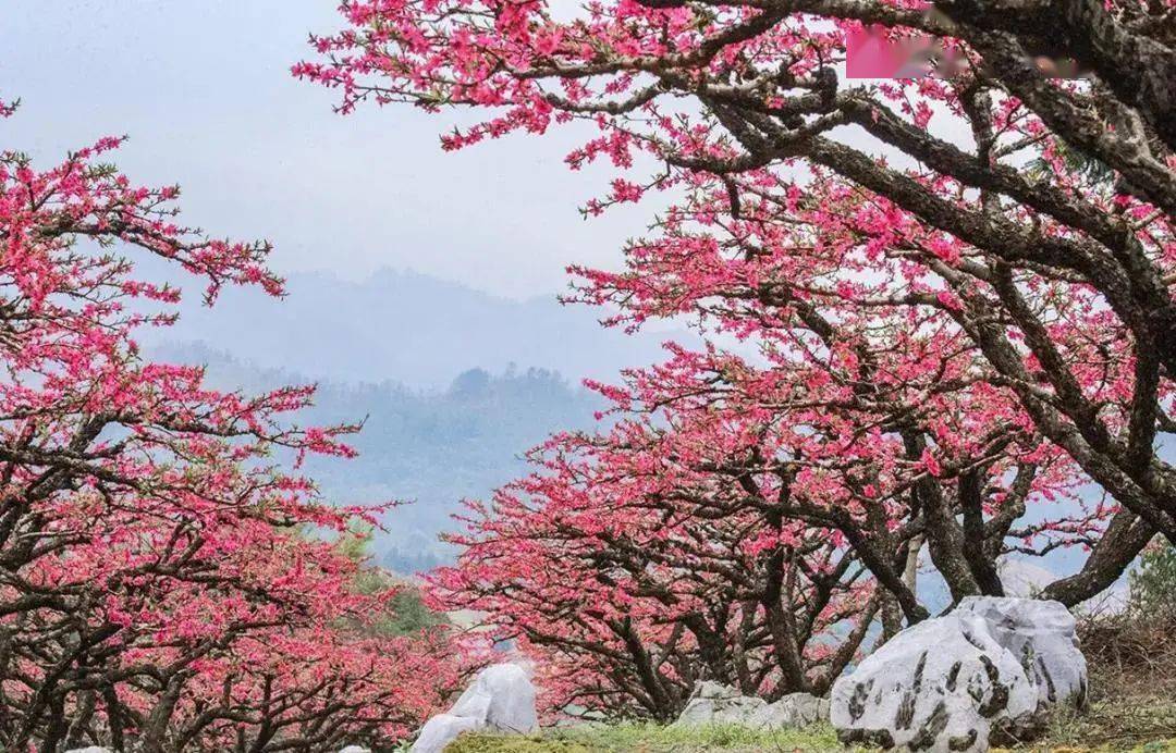 成團連平桃花2月25日27日28日河源連平十里桃花盛開從化天適櫻花園