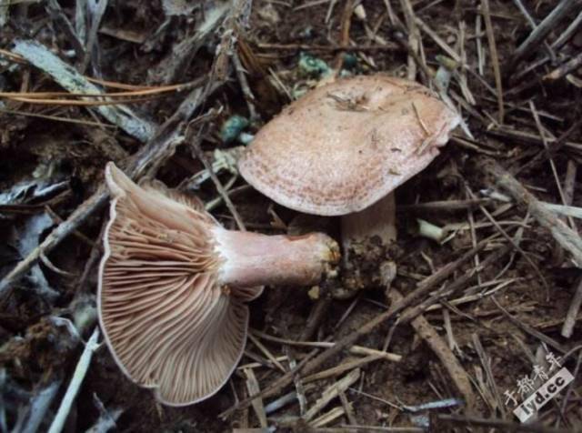 于都老表是时候上山捡蘑菇了