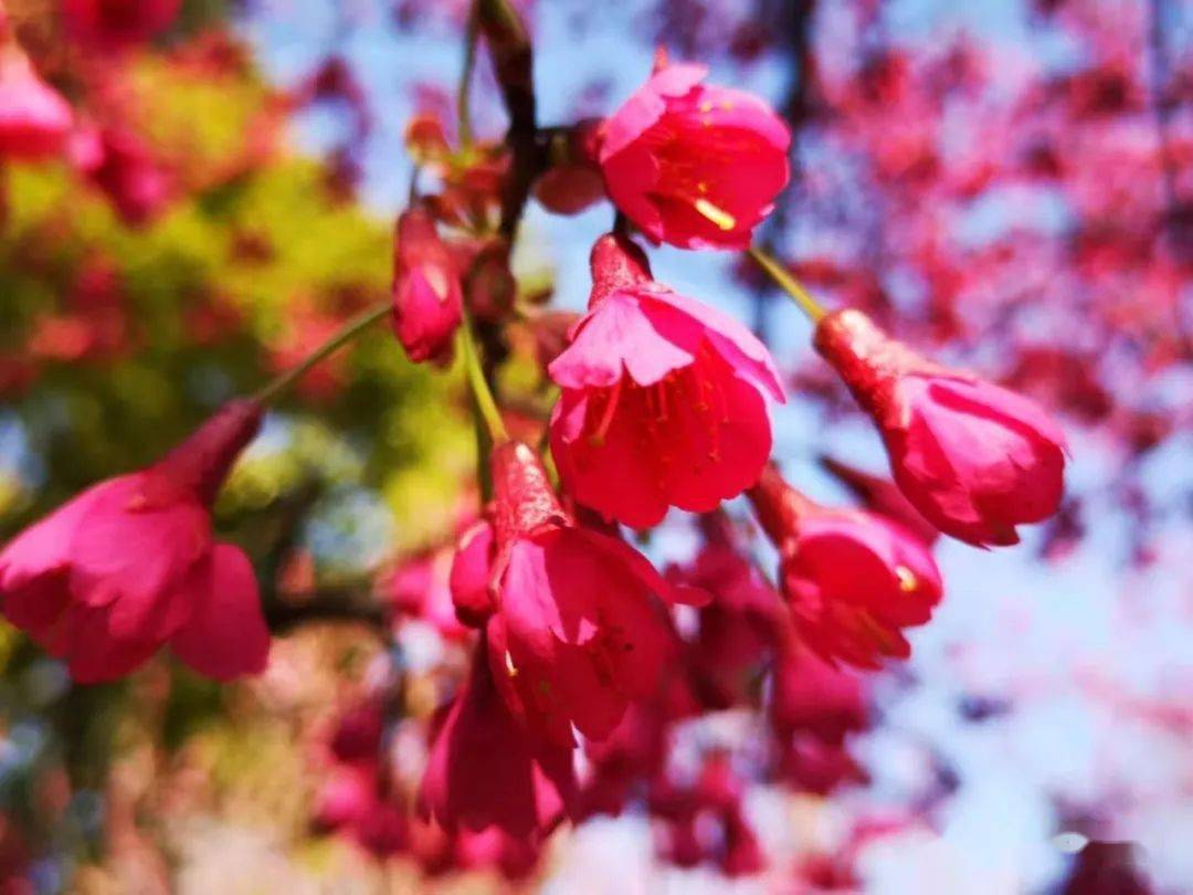 鲁迅公园樱花初绽浪漫花路走起局部闭园施工