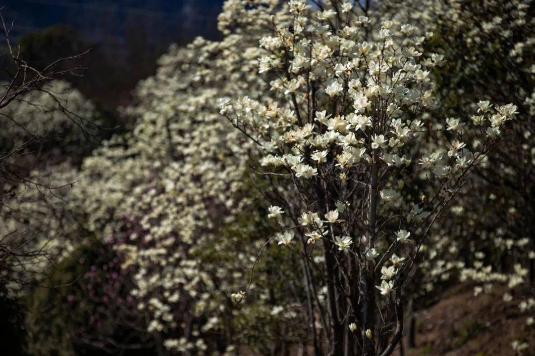 奉化长岭村玉兰花图片