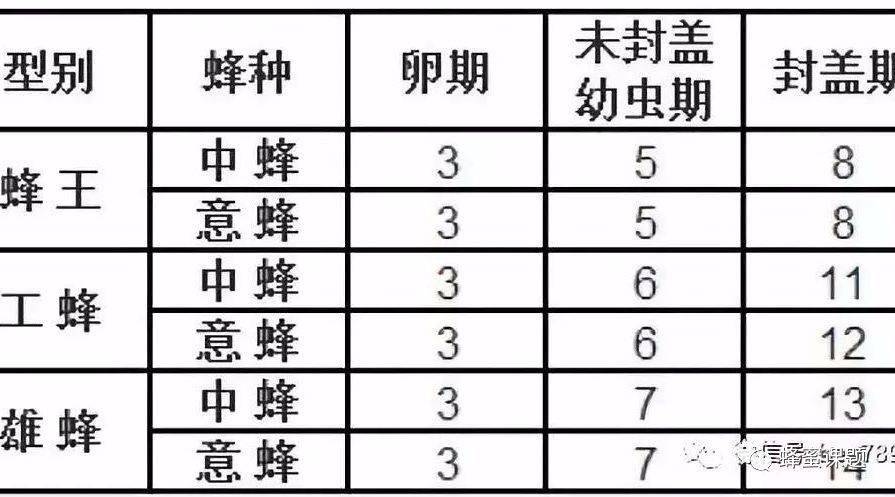 中蜂三型蜂从卵到成蜂羽化出房的各阶段发育历期