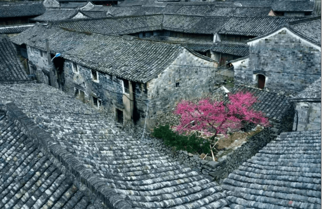怦然心动！来三门这座“中国画里的村庄”，查收春日小“梅”好！