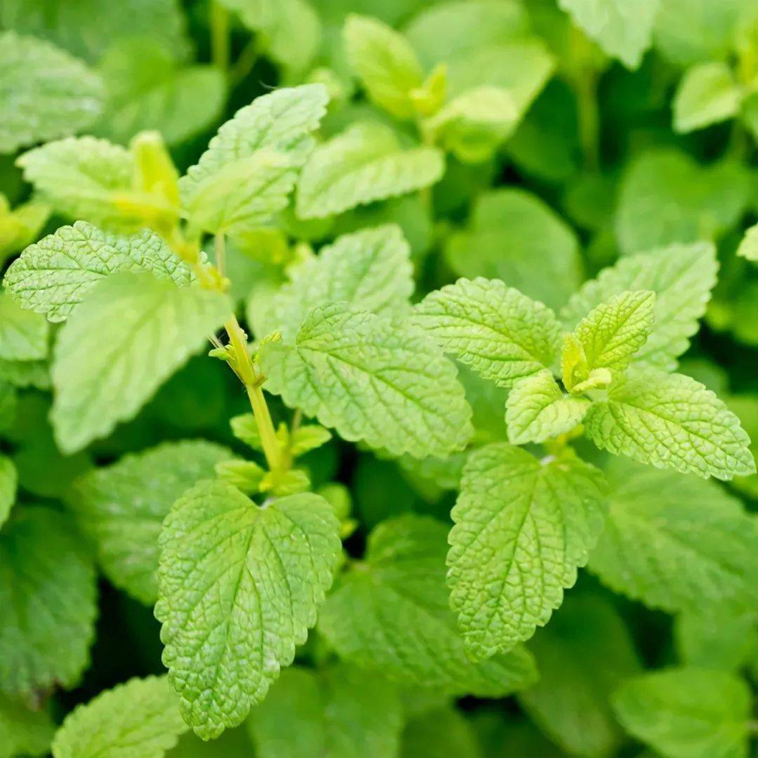 6种香草植物图鉴气味独特赏食两用