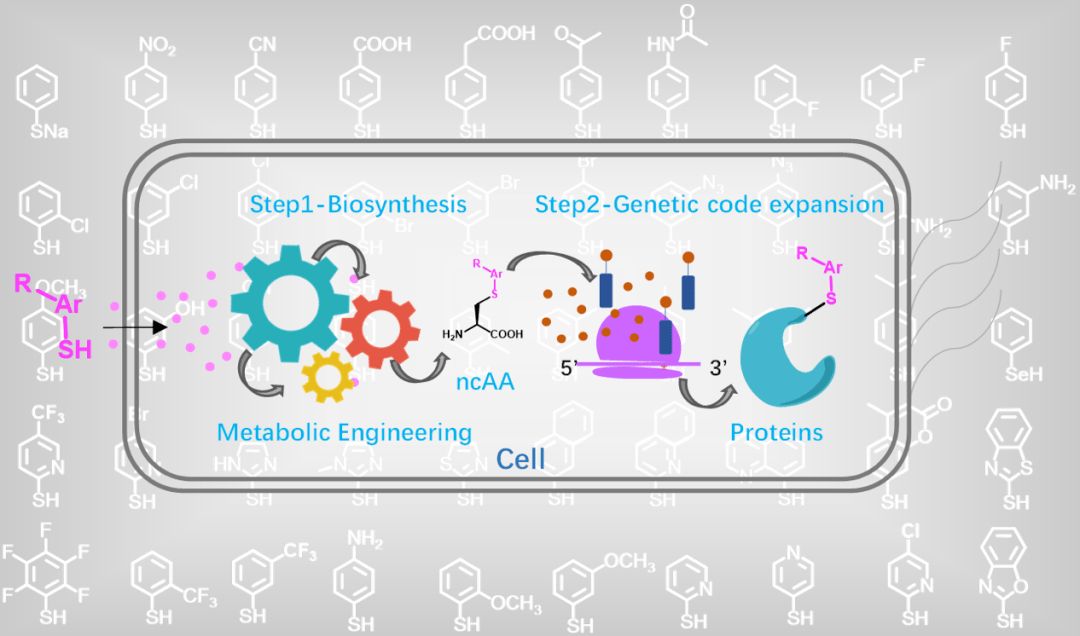 氨基酸组合而成,这很大程度上限制了蛋白质一些化学和功能的应用范围
