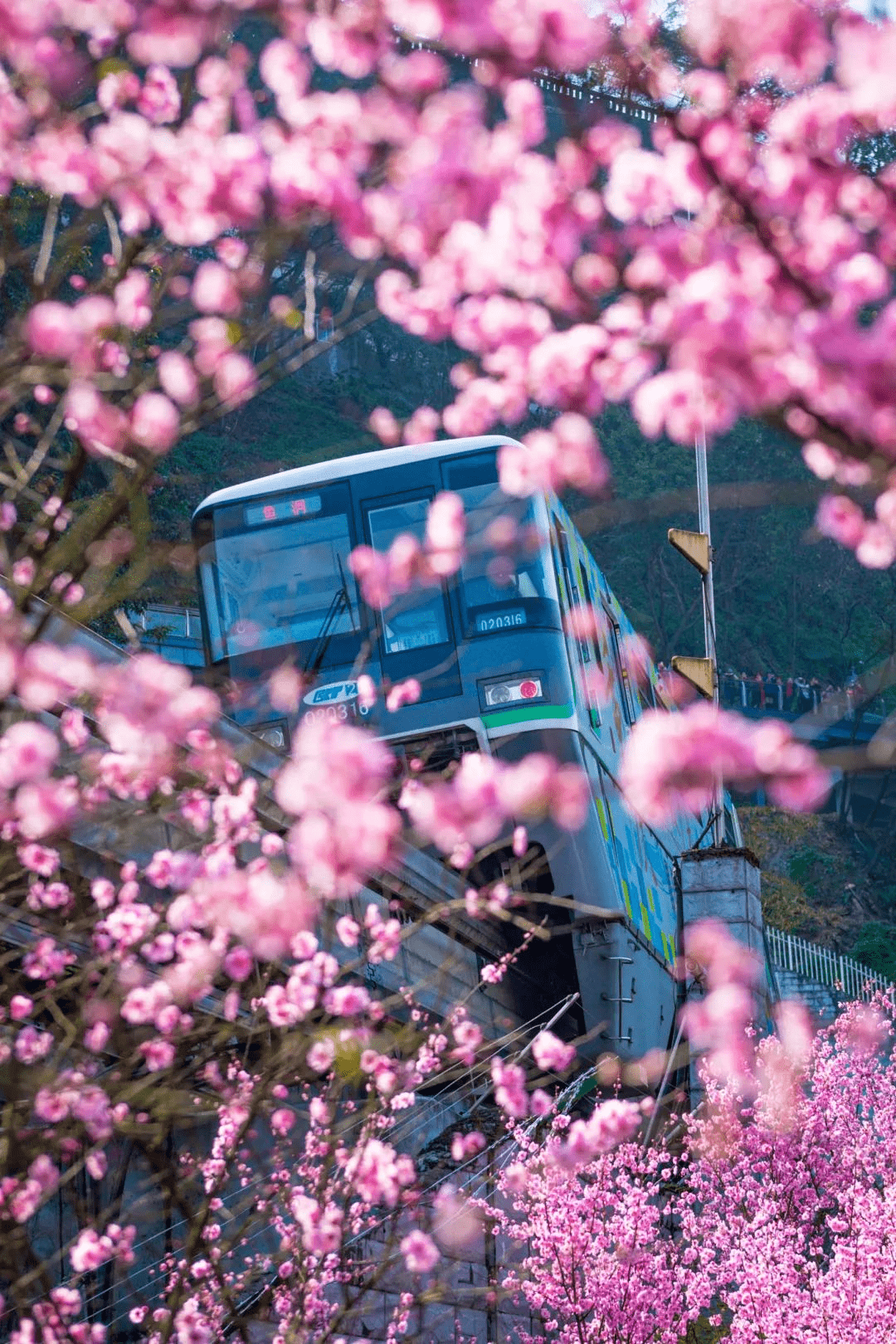 重庆2号线樱花图片