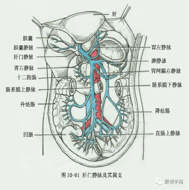 肝的脏面结构图片