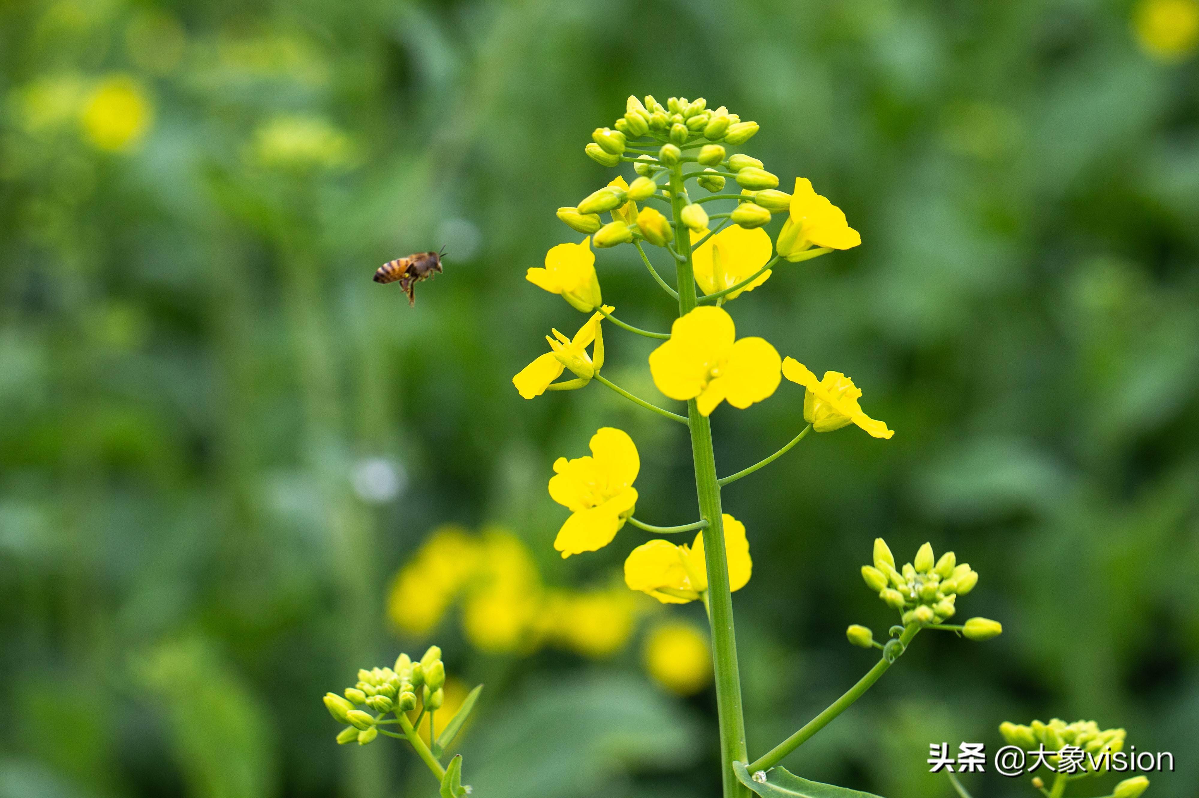 这才是春天该有的样子云南罗平油菜花盛开宛若金色海洋