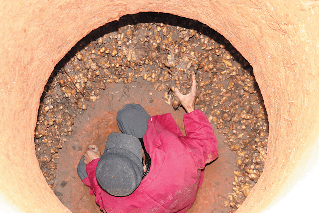 走向我们的小康生活流源村姜窖藏宝