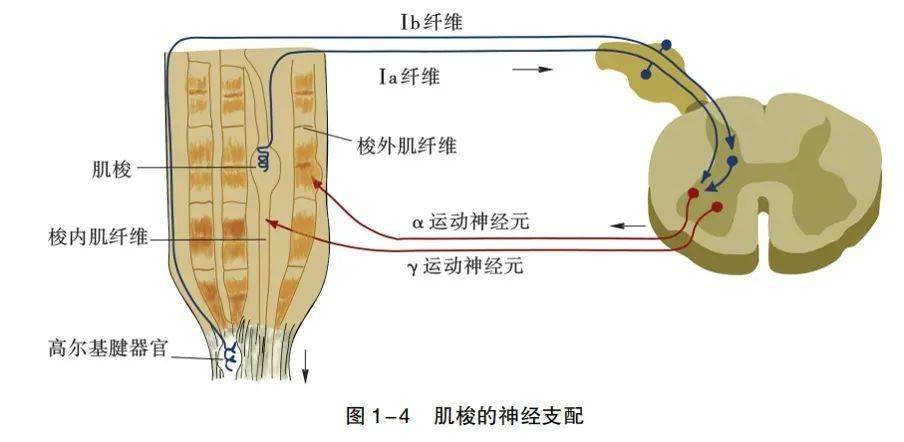1510cf6cb79c48478c8ae8a578584883.jpeg