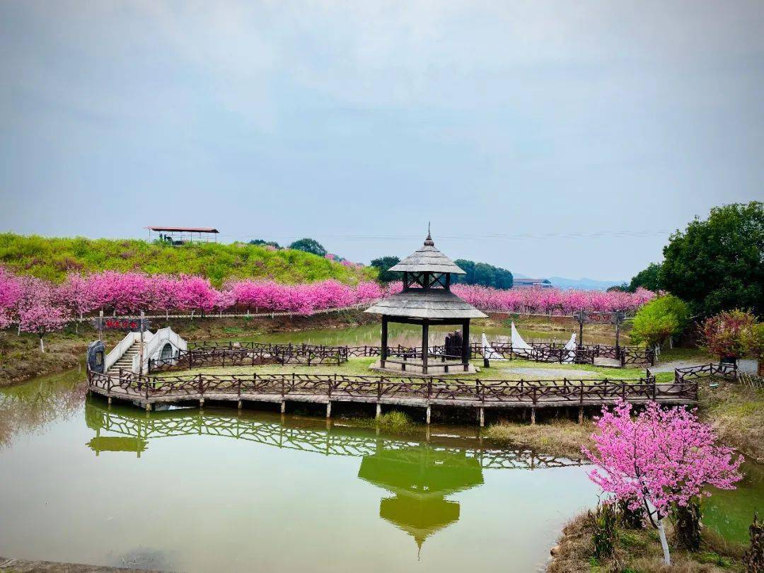 欣赏樱花热线湖南常宁田野绿世界百万樱花园168元