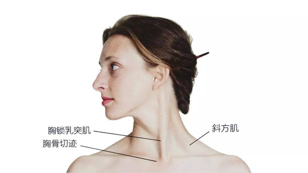肌肉斜角肌及侧颈部解剖头颈侧面肌肉头颈前侧肌肉头颈后的骨骼头颈前