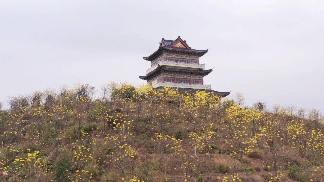 阳西大垌山风景区图片