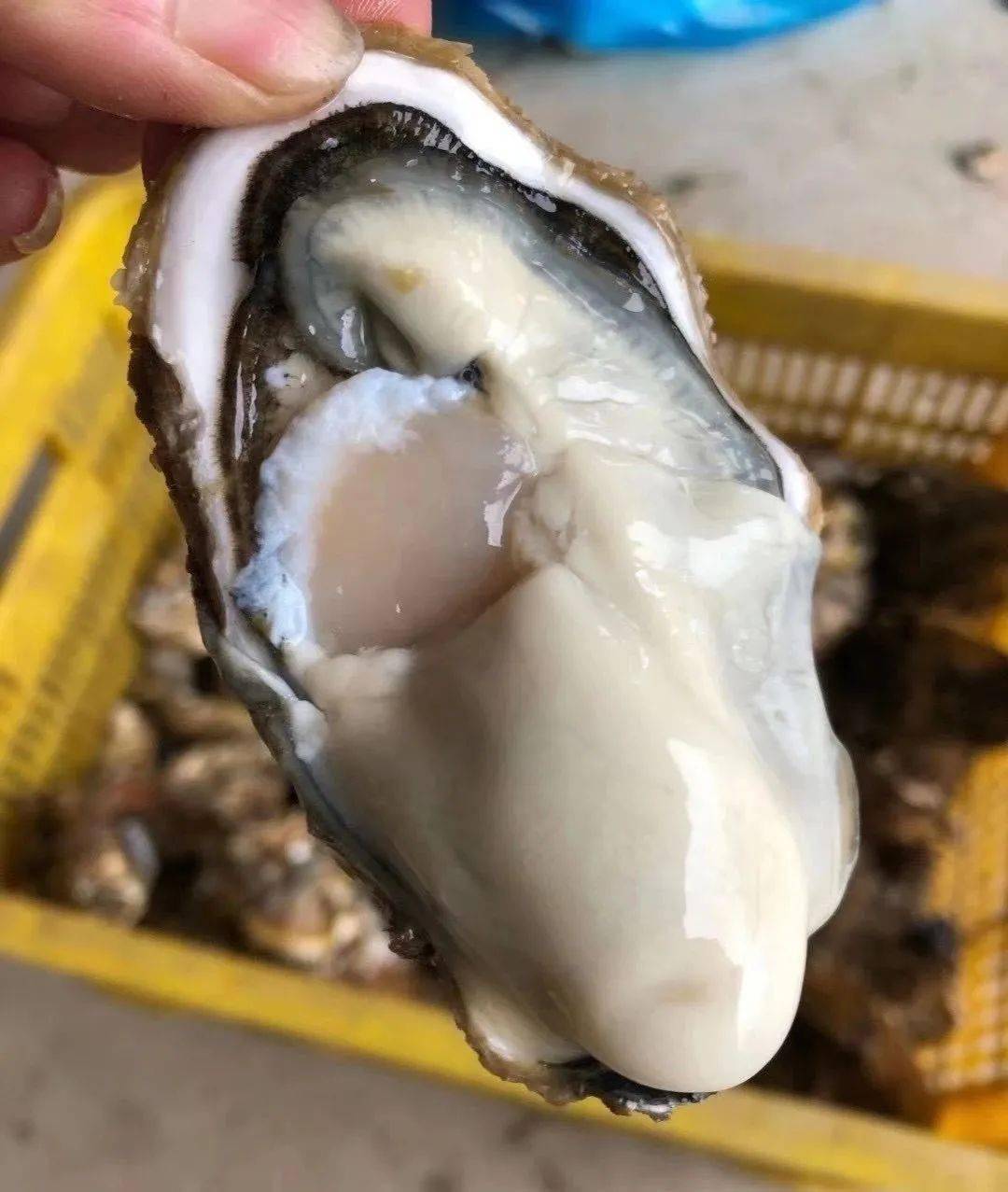 烟台的"蚝门"贵族!肥嫩,透xuan~_海蛎子