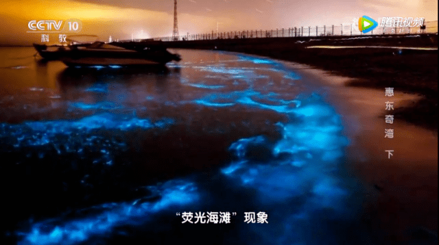 整片海都在发光！广东这里再现“蓝眼泪”奇观！
