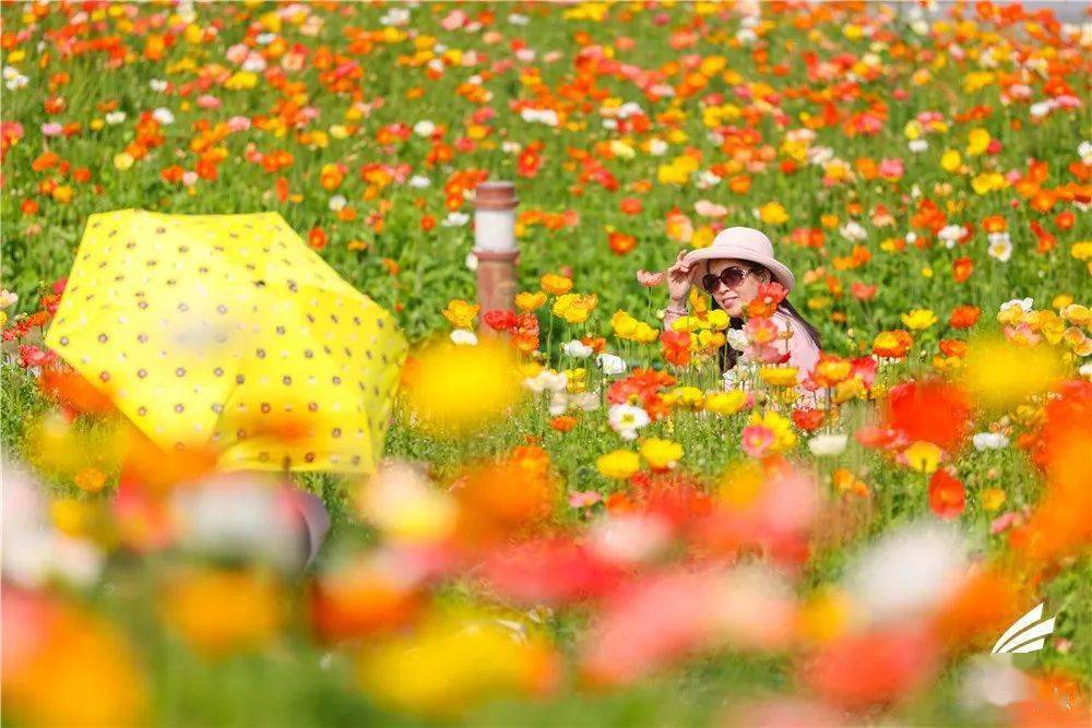 最美的季节 在南海遇见花开满城 黄芙蓉