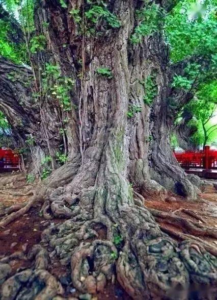 正月十二长长久久老当益壮的世界巨树