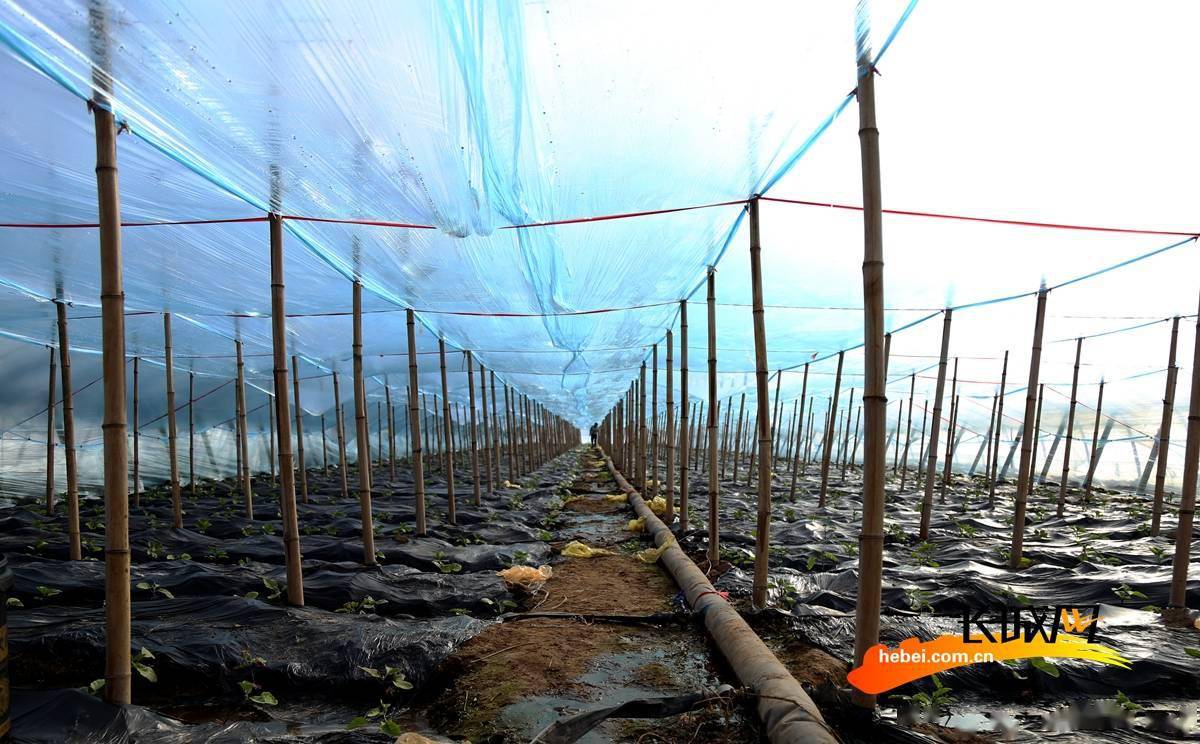 在肃宁县窝北镇垣城南村,种植户正在依托水龙为新分栽菜苗浇水.