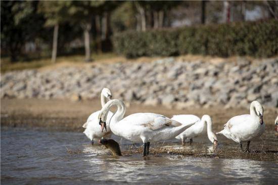 如何用手势表示鹅 e4847cf4be1f4fb8a18b3cab67271837.jpeg