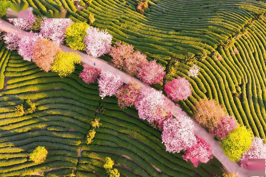 福建龙岩：永福樱花园樱花盛放绿映红