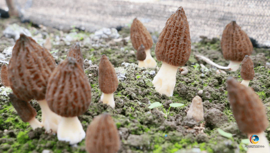 破土而出,长势喜人一株株上棕下白,神似羊肚的菌菇在落别乡牛角村羊肚