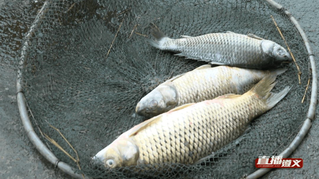 遵义一河流现大量死鱼,是放生呢?还是害命!