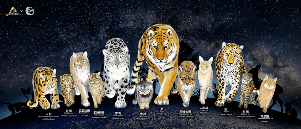 中国13猫,一种都不能少!_胡焕