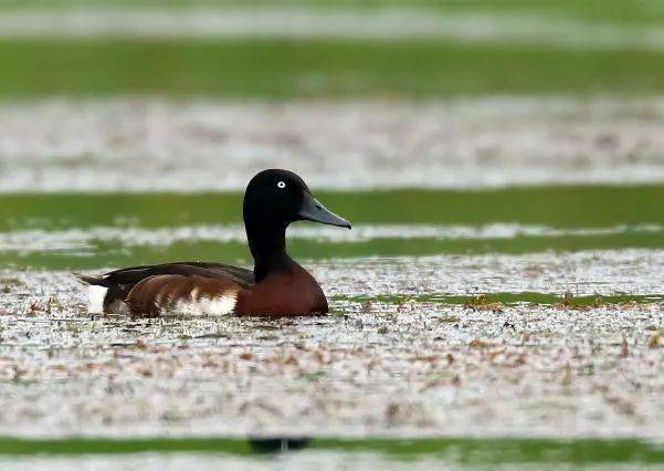 好消息!这种在房山发现的珍稀鸟类"跳级"直升为"国宝"