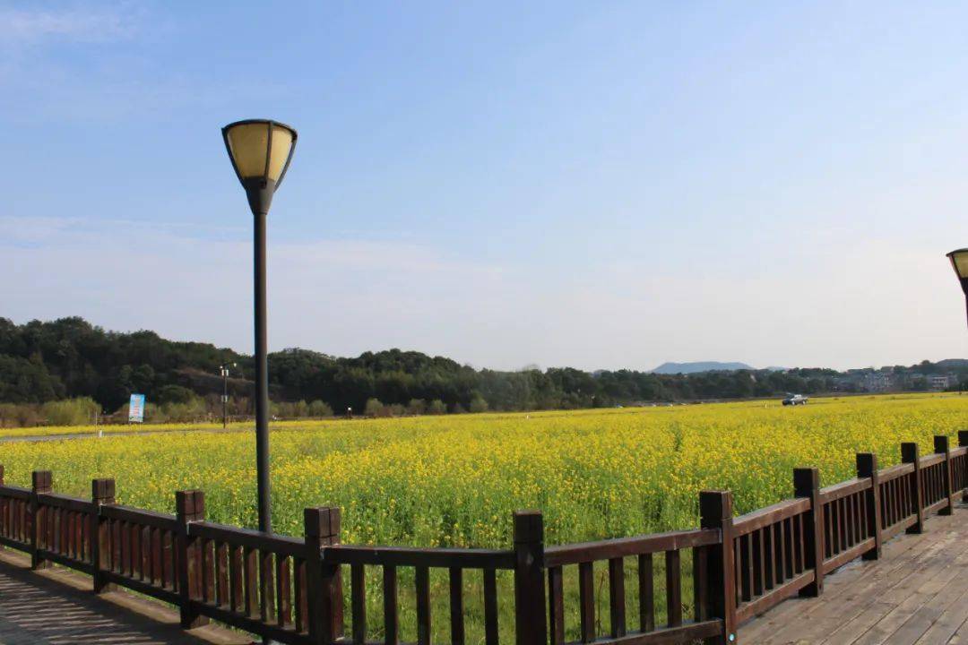 賞花地:蓮荷義門梧桐畈梧桐畈江西省上饒市橫峰縣春光明媚,春風和煦來