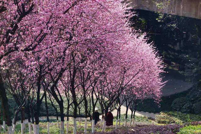 重庆的春天到了！带你打卡主城六大景点，每一个都很特别