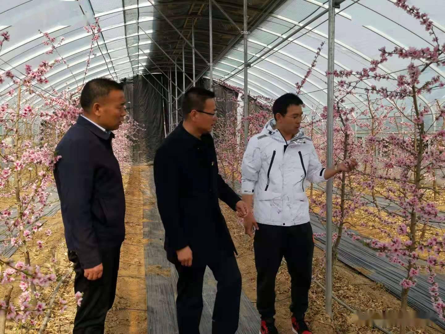 罕井镇桃花开日子甜