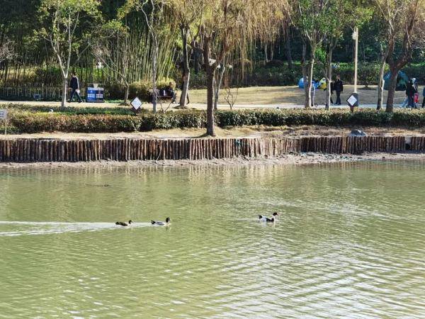【探索】新虹桥中心花园人工湖重新蓄水，野鸭们又飞回来了！