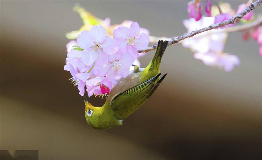 日本大阪樱花盛开鸟儿栖息枝头 闻香识花 时间